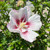 Hibiscus syriacus Chantilly 300220